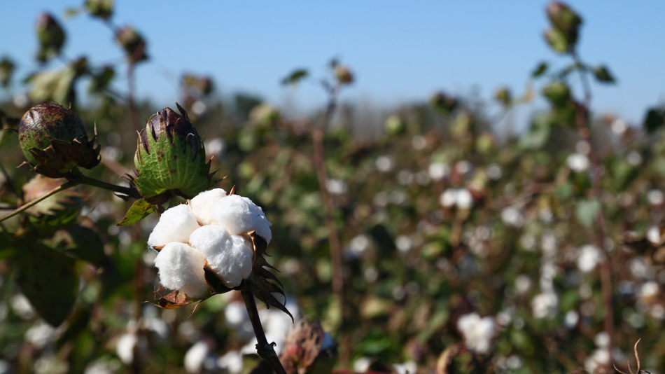 Gap Inc. Moves up to 3rd on Global Sustainable Cotton Ranking Gap Inc.