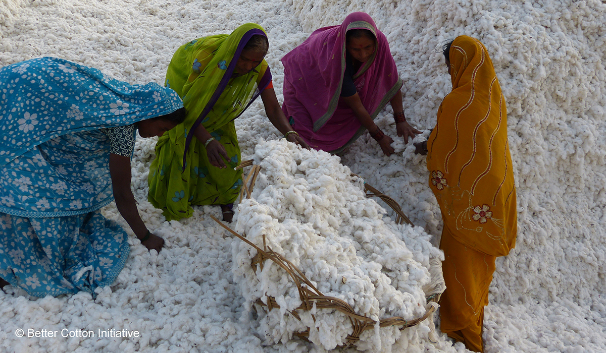 Women working in cotton field